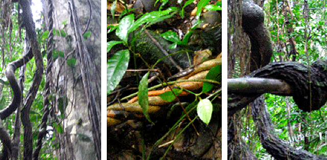 Acacia conf usa ayahuasca recipe