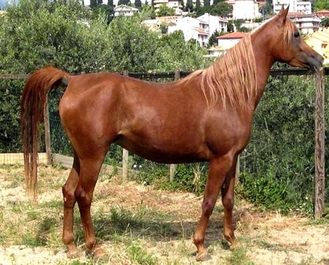 Allevamento anglo arabo francese recipe Allevamento anglo arabo francese recipe