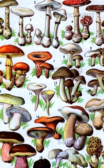 Clitopilus prunulus recipe for deviled Clitopilus prunulus recipe for deviled