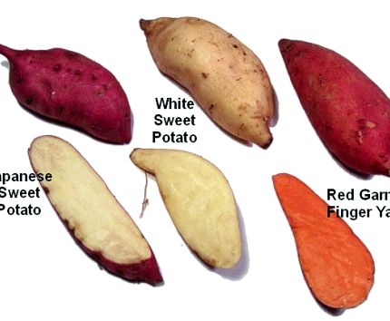 Different sweet potato yam recipe