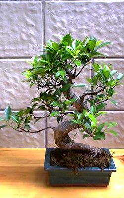 Ficus microcarpa bonsai soil recipe