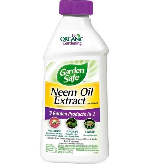 Neem oil for plants recipe for peanut Neem oil for plants recipe for peanut