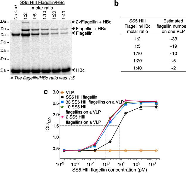 Non denaturing page gel recipe to mimic human Non denaturing page gel recipe to mimic human