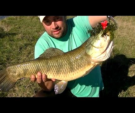 Pesca de taralilas gigantes recipe Pesca de taralilas gigantes recipe