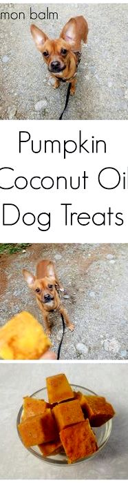 Recipe for on guard oil for dogs teeth
