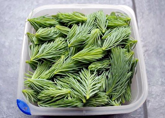 Spruce beer recipe spruce tips decorated