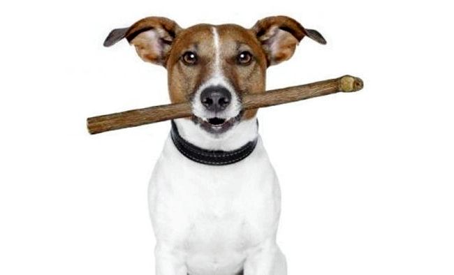 Steer sticks bull pizzle recipe Steer sticks bull pizzle recipe