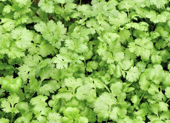 Substitute for parsley in recipe