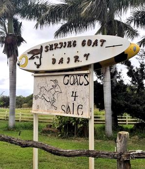 Surfing goat dairy truffles recipe Surfing goat dairy truffles recipe