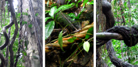 Acacia conf usa ayahuasca recipe