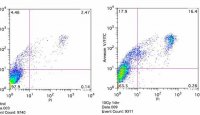 Annexin v binding buffer recipe