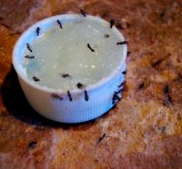 Ant kill recipe using boric acid