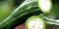 Benefits of snake gourd juice recipe