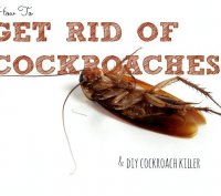 Borax recipe to kill cockroaches