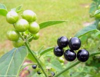 Classification of solanum americanum recipe