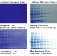 Coomassie blue staining recipe methanol