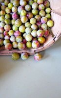Cotton glace green gage plums recipe