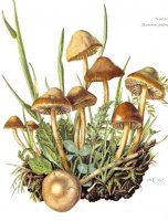 Dacrymyces palmatus recipe for peanut