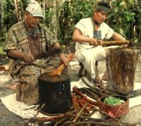 Diplopterys cabrerana ayahuasca recipe rue