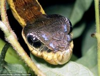 Elephant hawk moth caterpillar food recipe
