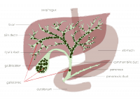 Gallbladder location with ribs recipe