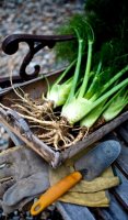 Growing big fennel bulbs recipe