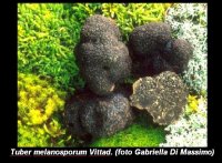 Irrigazione piante da tartufo recipe