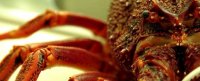 Lobster salad recipe by teage ezard