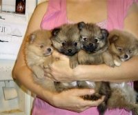 Lulu da pomerania sendo tosado recipe