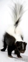 Medicated douche recipe for skunked dogs