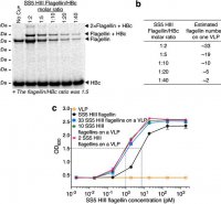 Non denaturing page gel recipe to mimic human