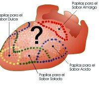 Papilas gustativas punta lengua recipe