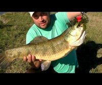 Pesca de taralilas gigantes recipe