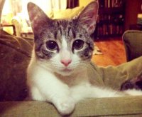 Petit chaton mignon roux recipe