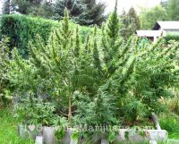 Plantas de marijuana hembras gigantes recipe