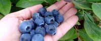 Potting mix recipe for blueberries