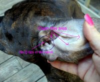 Purple dog ear cleaner recipe