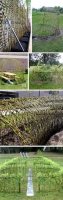 Salix atrocinerea saule roux recipe
