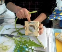 Strumento per pulire puntarelle recipe