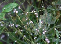 Vervain tincture recipe for pain