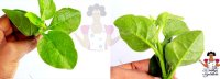 Yoruba name for horseradish recipe