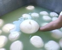 Zizzona di battipaglia mozzarella recipe